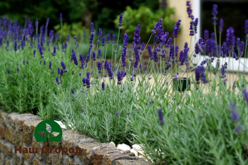 Lavender can help cope with insomnia and nightmares.