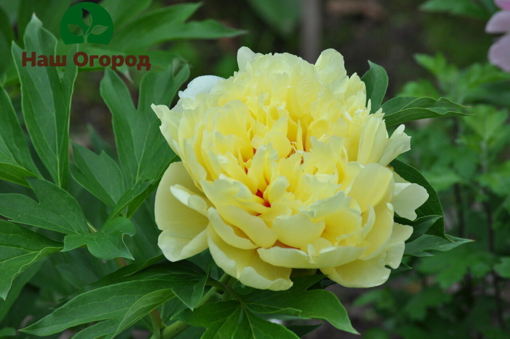 Green Jade tree peony