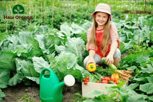 Having created a children's garden at your summer cottage, you will teach him to take responsibility and care for nature