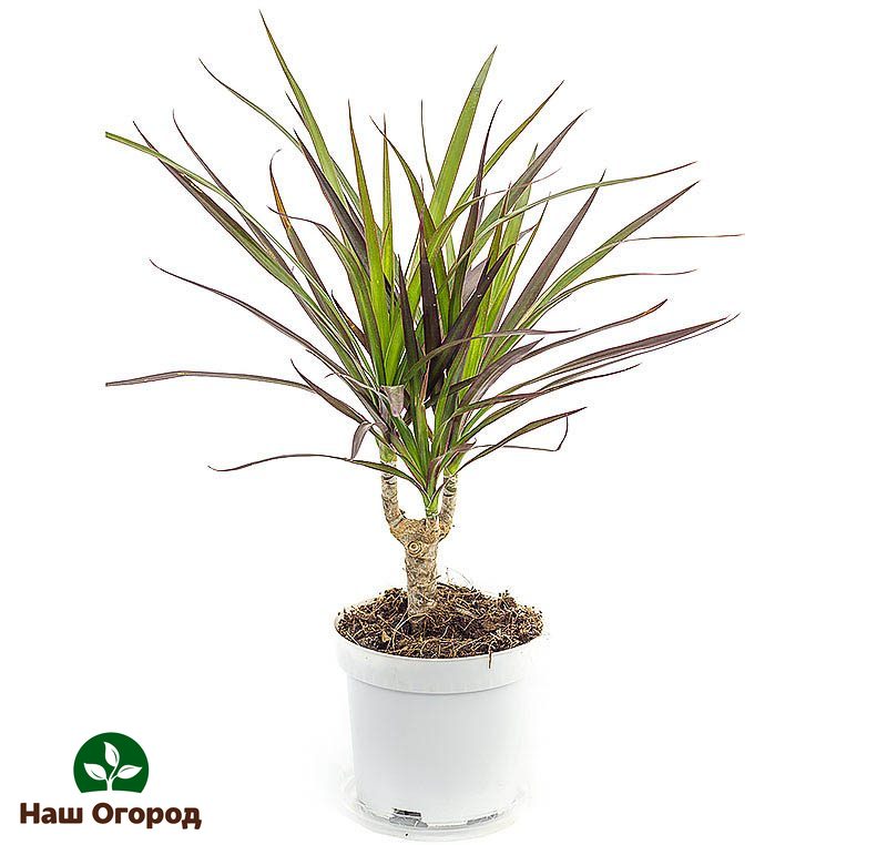 Dracaena ist unprätentiös - sie fühlt sich wie zu Hause.