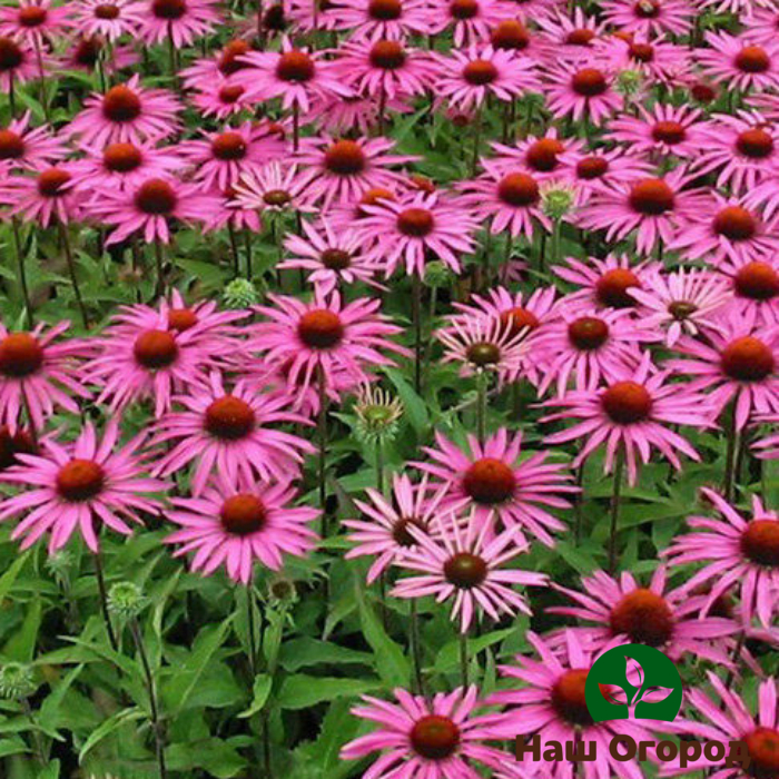 Purpurea Echinacea (Granatstem šķirne)