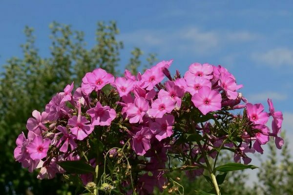 Phlox pflanzen und pflegen