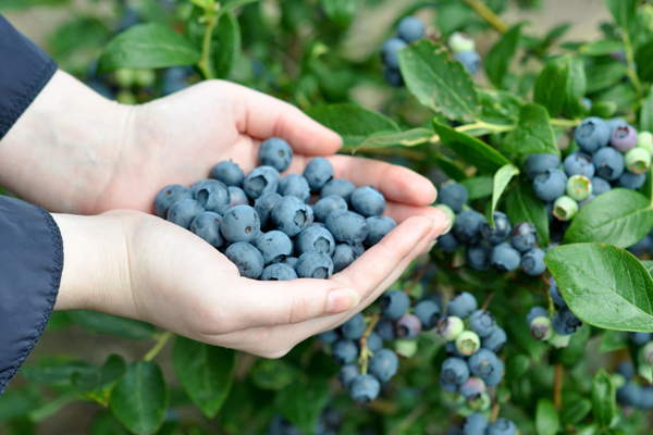 blueberries in the suburbs