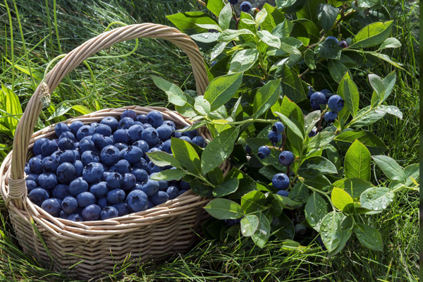 blueberry varieties for the Moscow region