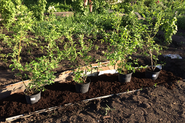 planting blueberries in the suburbs