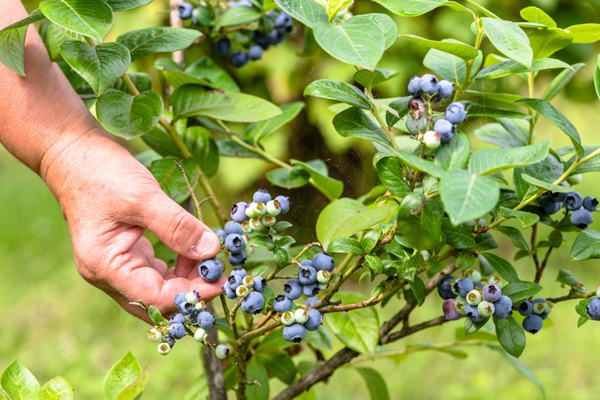 garden blueberry care