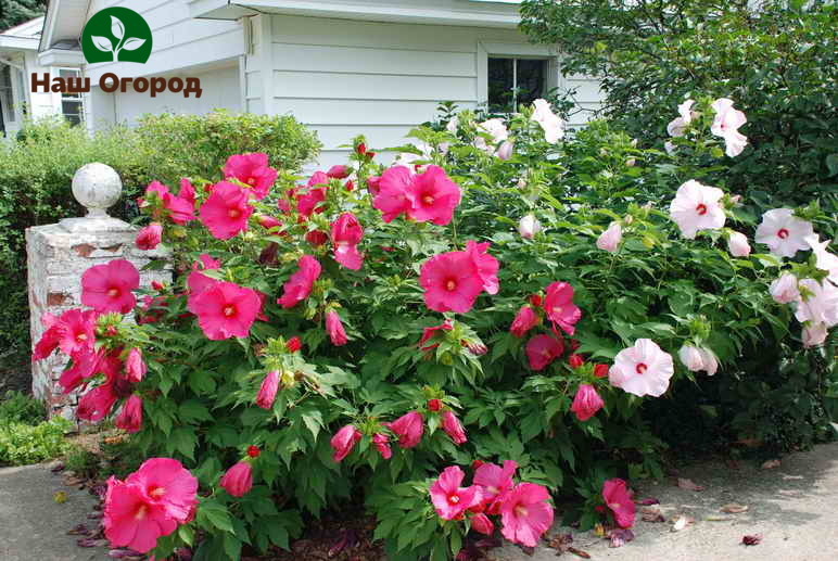 L'hibiscus dans un chalet d'été n'est pas seulement une belle fleur, mais aussi une fleur très utile