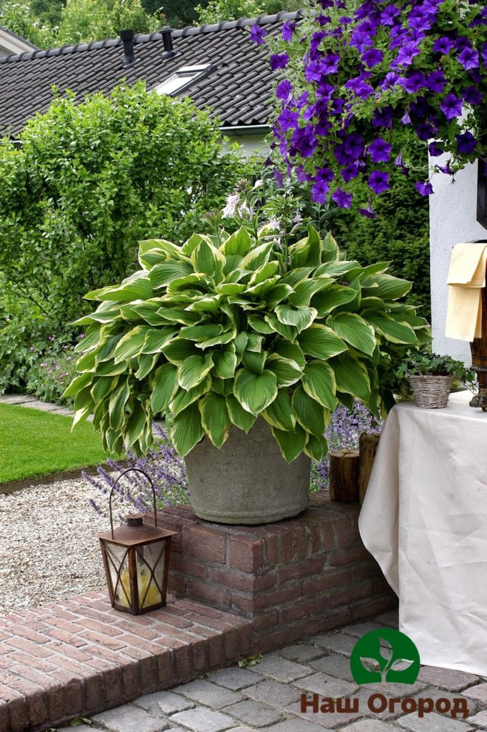 Unprätentiöse Hosta wird sowohl im Freien als auch in einem Blumenbehälter gut aussehen