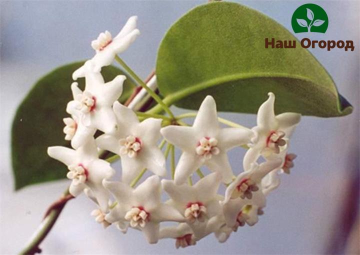 Hoya variety Cup-shaped