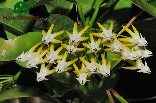 çok flora hoya