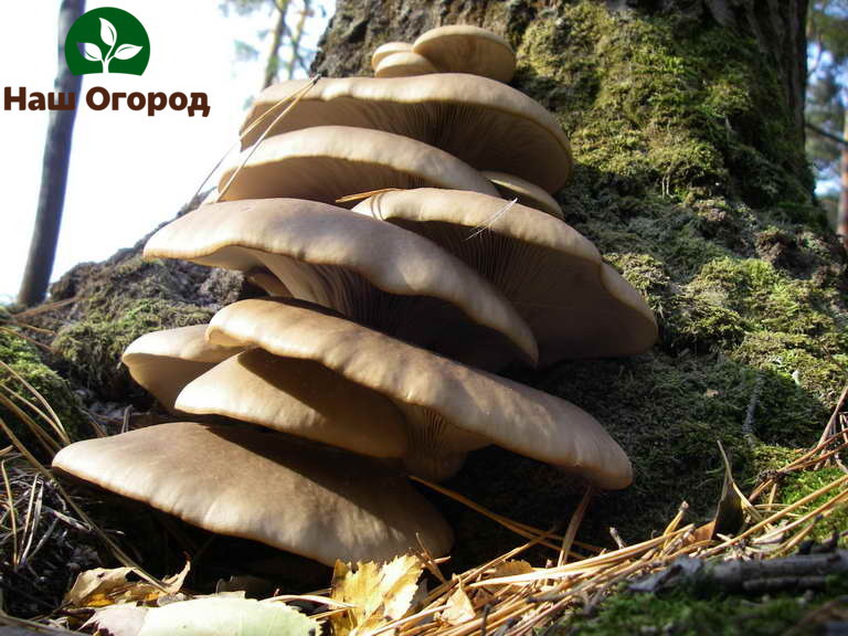 Oyster mushrooms in the garden