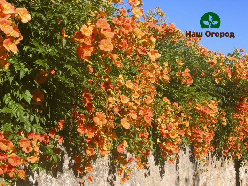 Kampsis - puno ng liana, ay hindi nangangailangan ng espesyal na personal na pangangalaga, Vertical gardening