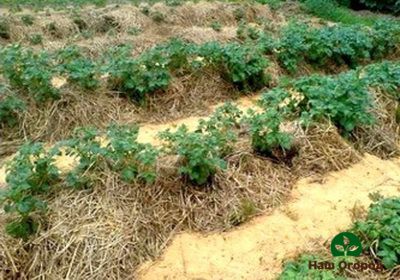 Planting potatoes under straw