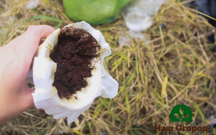 Kaffee-Dressing ist sehr vorteilhaft für Pflanzen