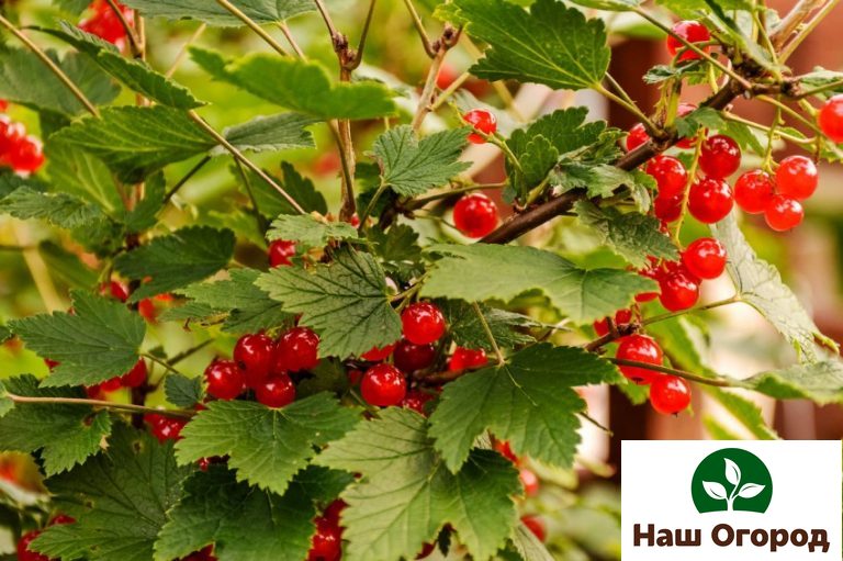 Rote Johannisbeeren enthalten viele Vitamine A und P, Pektin, Eisen.