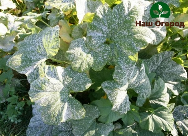 Powdery Mildew Infected Cucumber Leaves