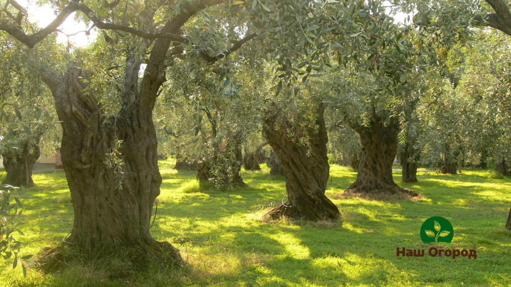 Surtout, cette plante est cultivée en Espagne, en Italie, au Portugal et en Grèce.