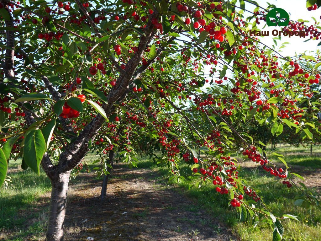 cerisier de jardin