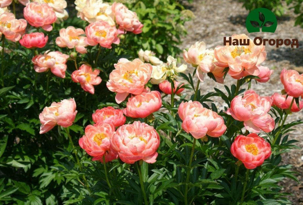 Herbaceous peonies