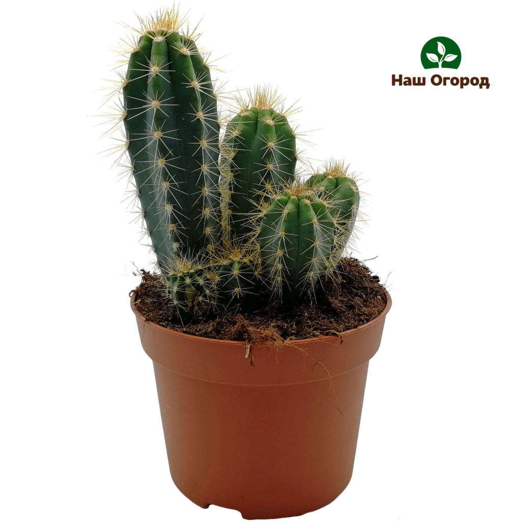 Cereus - ima dug oblik, visok rast.