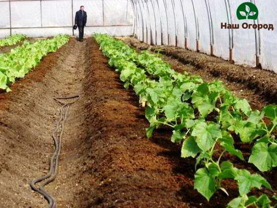 Young cucumbers in the beds in the greenhouse