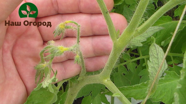 Netherflowers in tomatoes