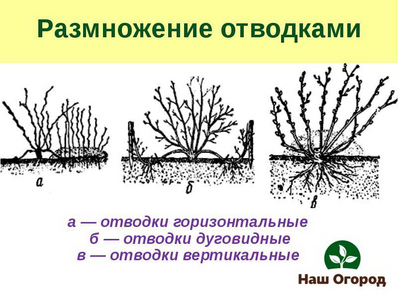 An illustrative diagram of plant propagation by layering