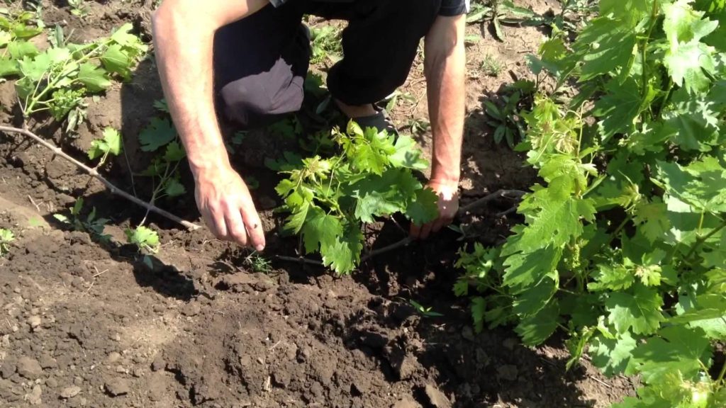 Layers need additional care and especially watering.