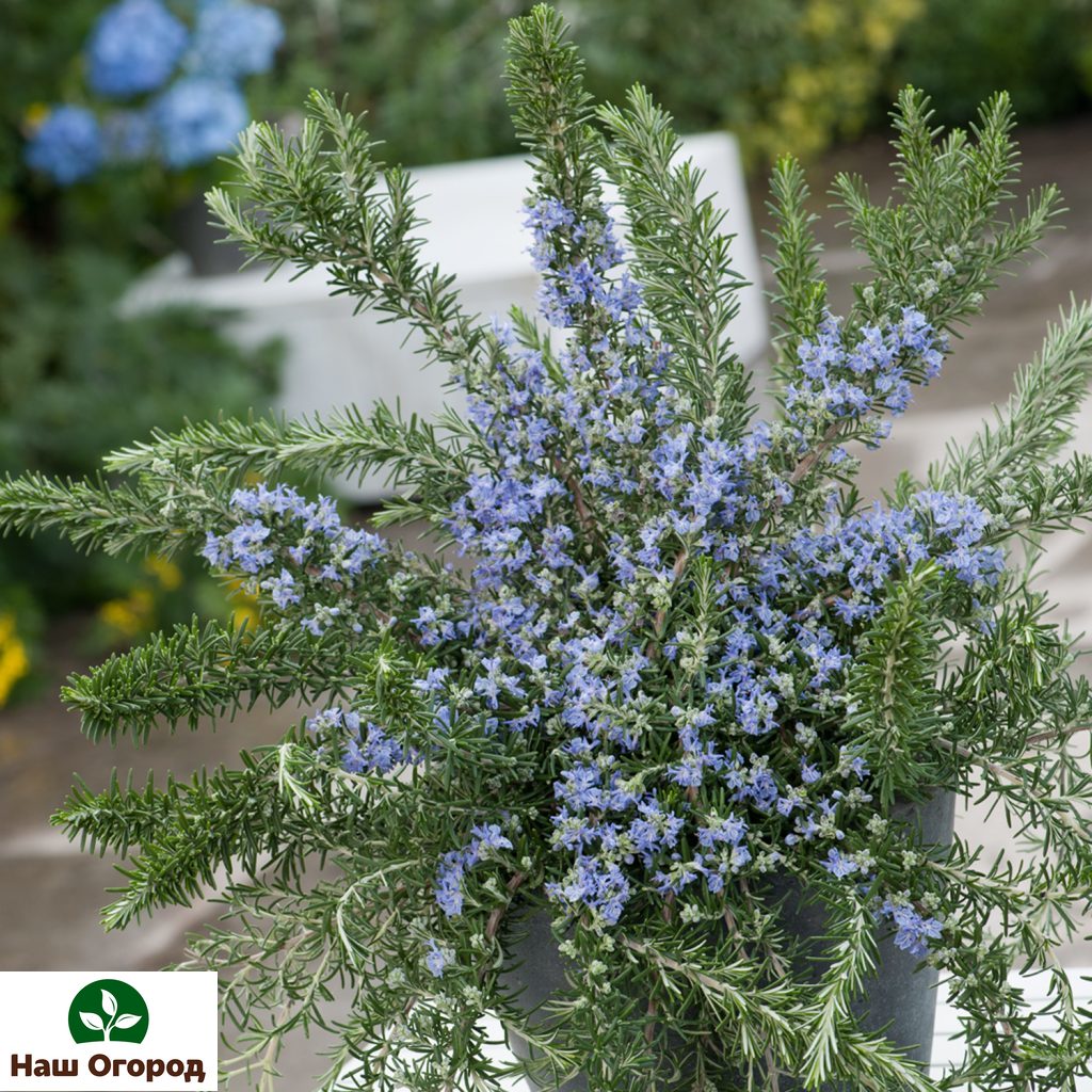 Ang mga bulaklak ng Rosemary, bilang isang simbolo ng katapatan, ay idinagdag sa mga bouquet sa kasal.