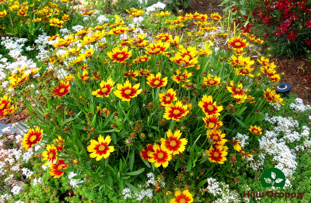 Sumubo si Coreopsis