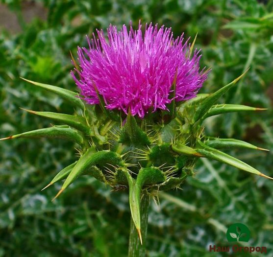 Inflorescence de chardon-Marie