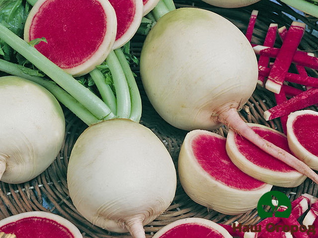 Ungewöhnliches Aussehen von Wassermelonenrettich