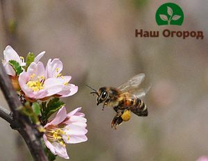 arbres fruitiers dans le jardin