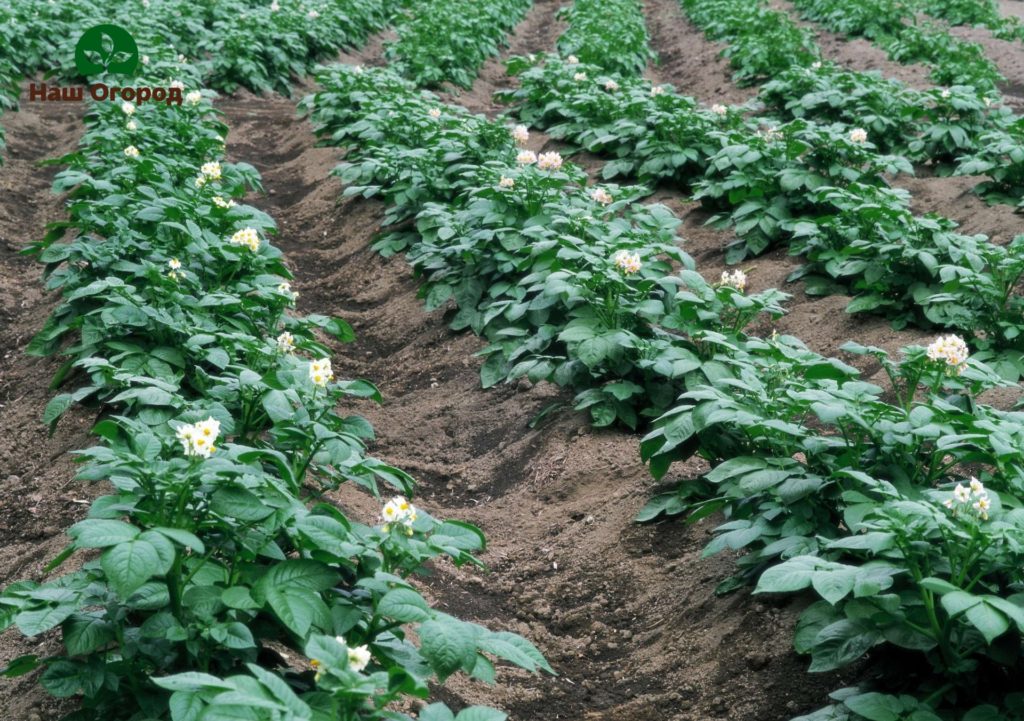 planter des pommes de terre en terre