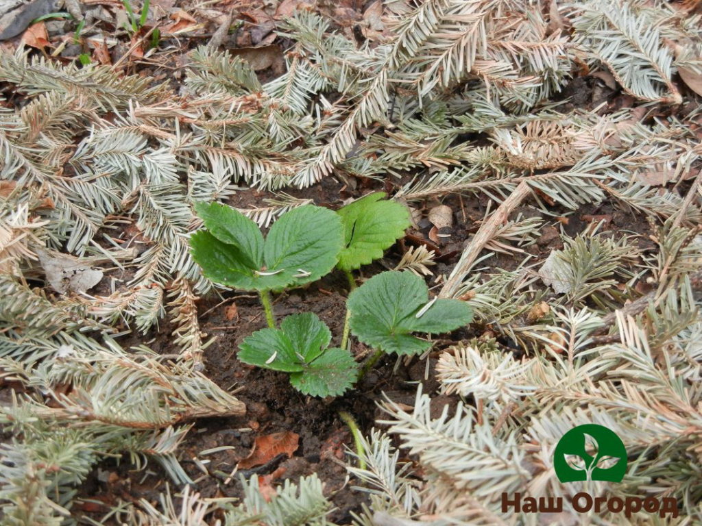 Mulching strawberry na may mga karayom