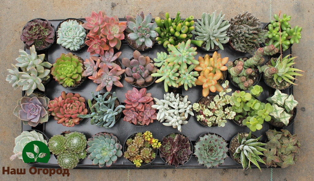 Plantes succulentes