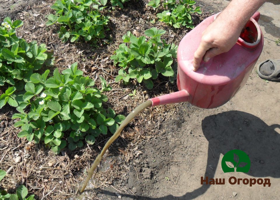 feeding strawberries in the garden