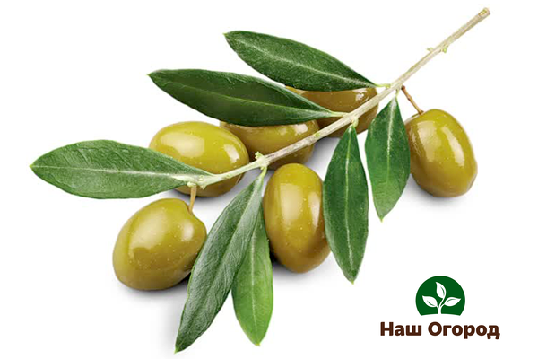 Pflanzliches Olivenöl wird aus den Früchten der Olive gewonnen und wird auch in Konserven verwendet.