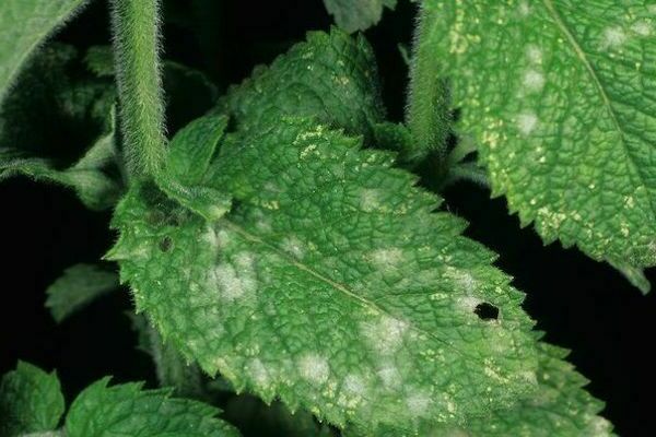 Diseases of mint