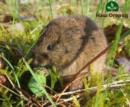 vole