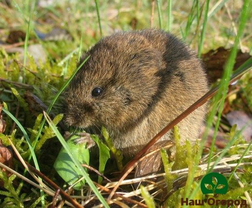 Vole - škůdce zahrady