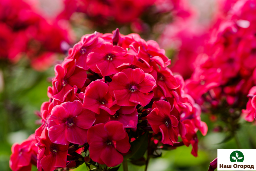 Phlox ist eine duftende einjährige Pflanze.