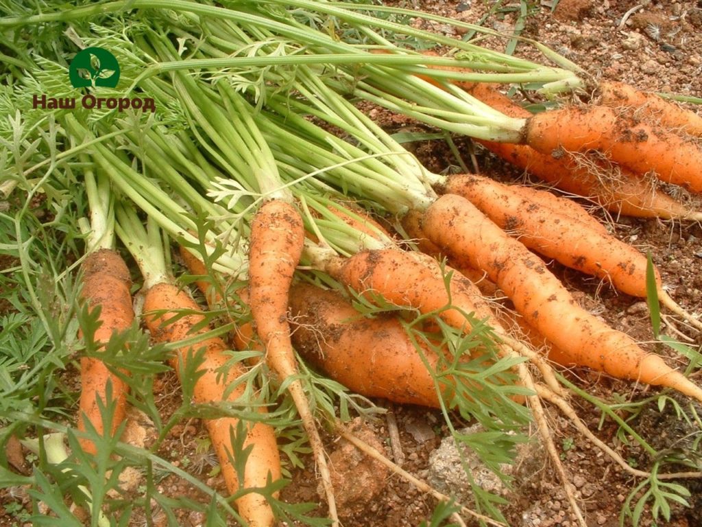 Ang mga karot ay labis na mahilig sa kahalumigmigan, kaya't kailangan nilang madalas na natubigan.