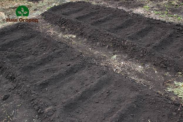 Prepared bed for tomatoes