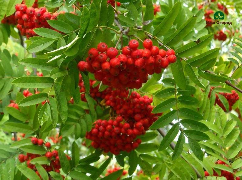 rowan cultivation