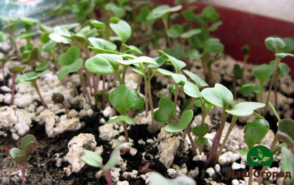 Blumenkohl im Garten