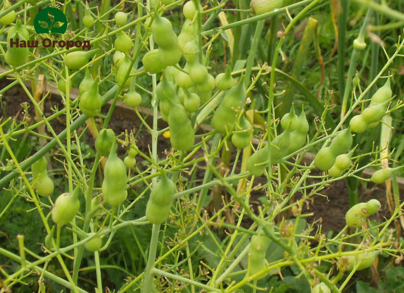 Pod radish in the beds