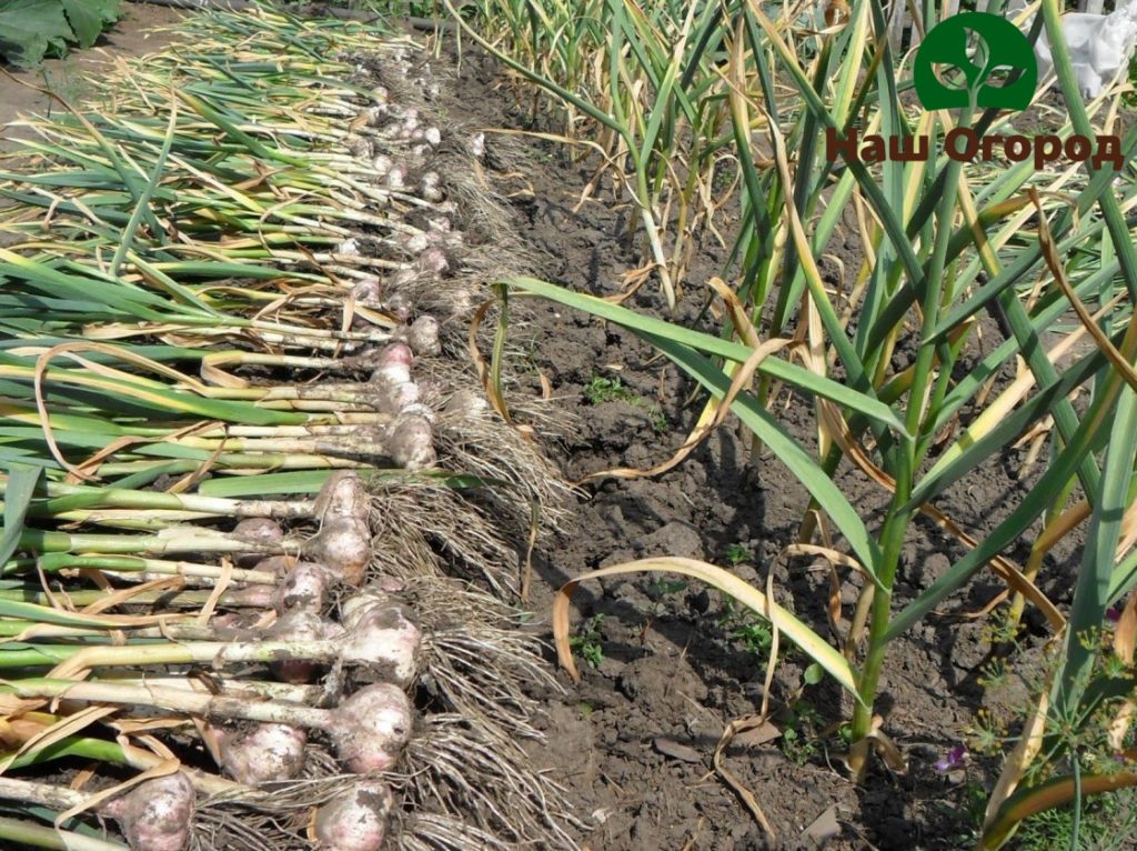 Freshly Harvested Garlic