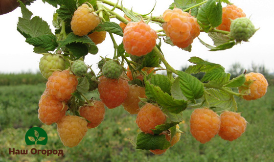 raspberry in the garden