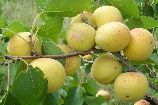 Apricot variety Kichiginsky